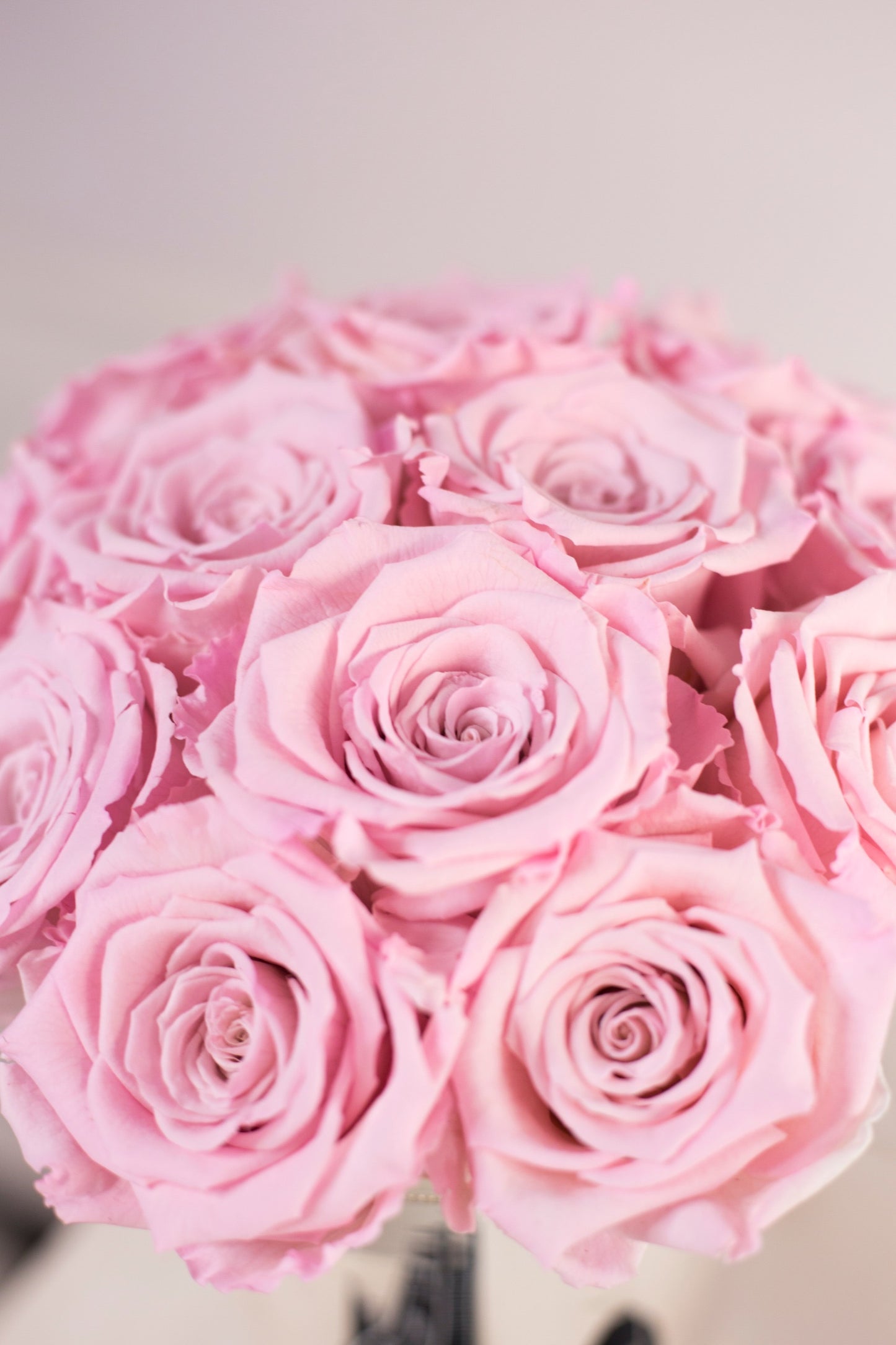 Riga Large Size Pink Unfading Rose