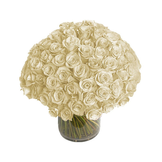 100 White Roses in a Vase