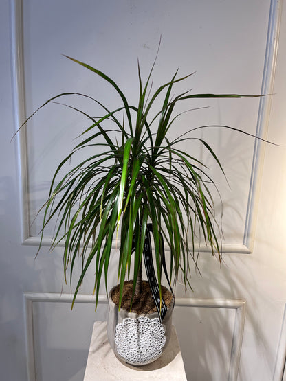 Paşabahçe Perihan Saksıda Dracena