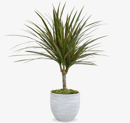 Dracena