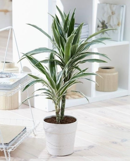 Dracena Tricolor