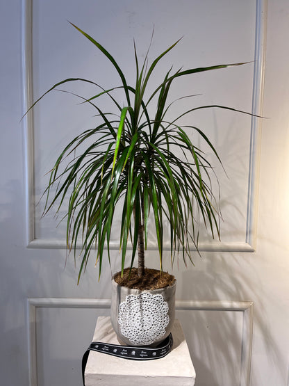 Paşabahçe Perihan Saksıda Dracena