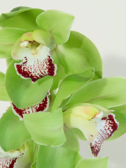 Paşabahçe Vazoda Cymbidium