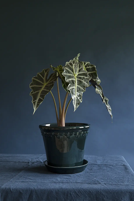 Alocasia