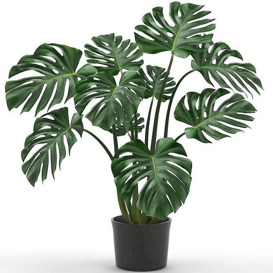 Mumbai - Monstera