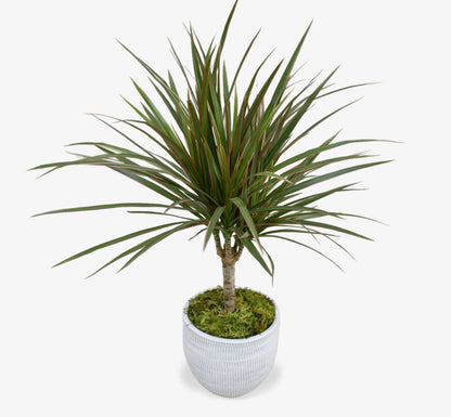 Dracena