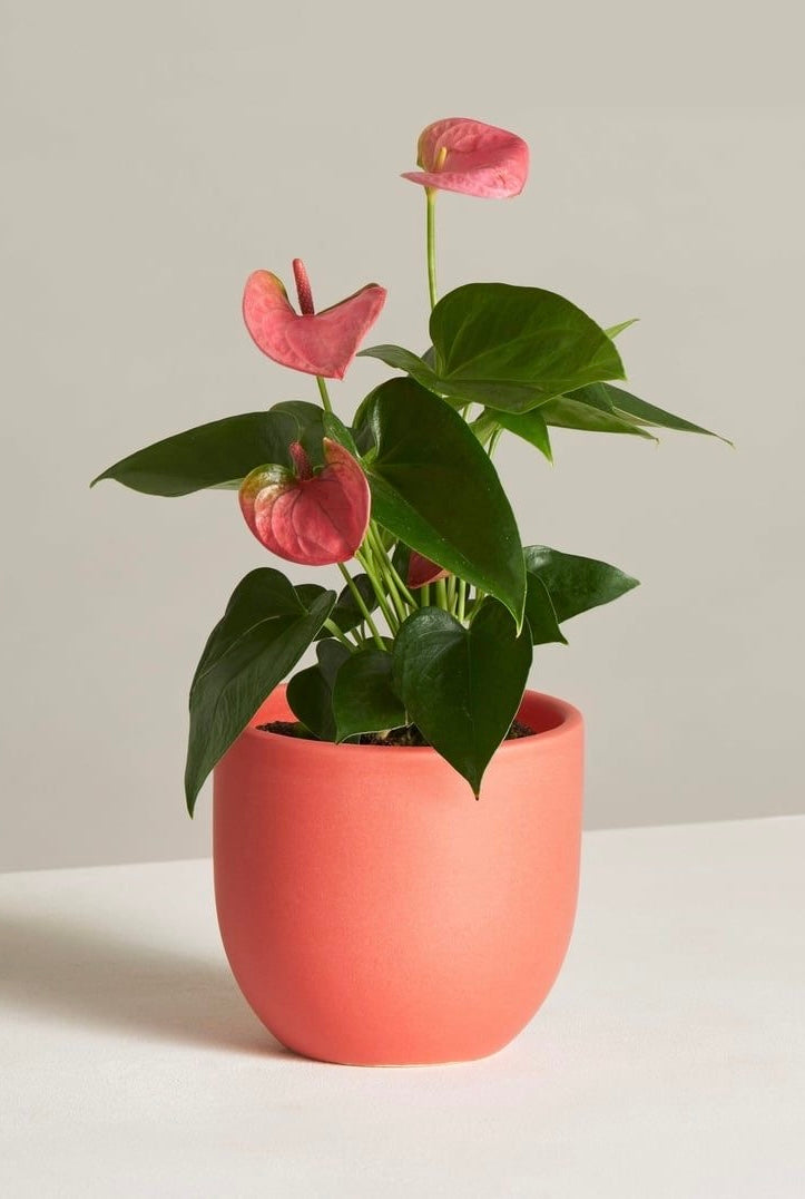 Anthurium