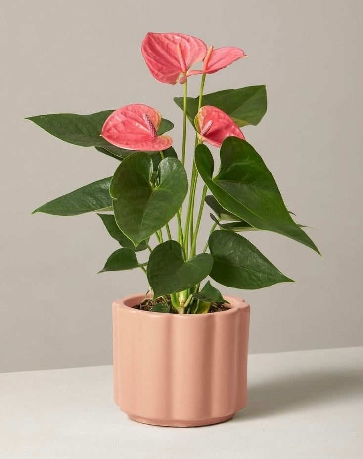 Anthurium