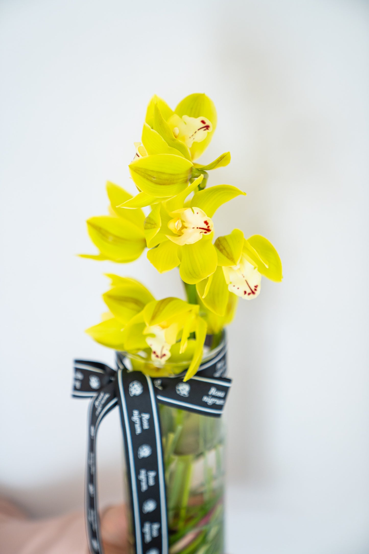 Paşabahçe Vazoda Cymbidium