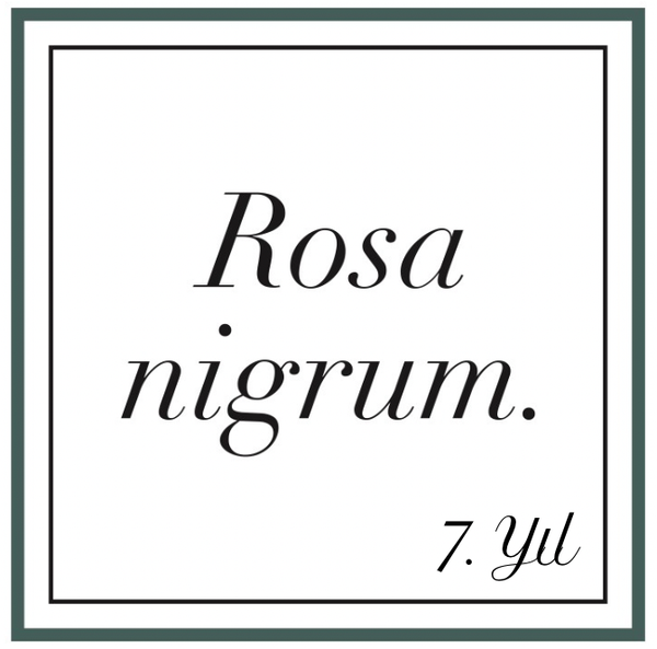 Rosa nigrum